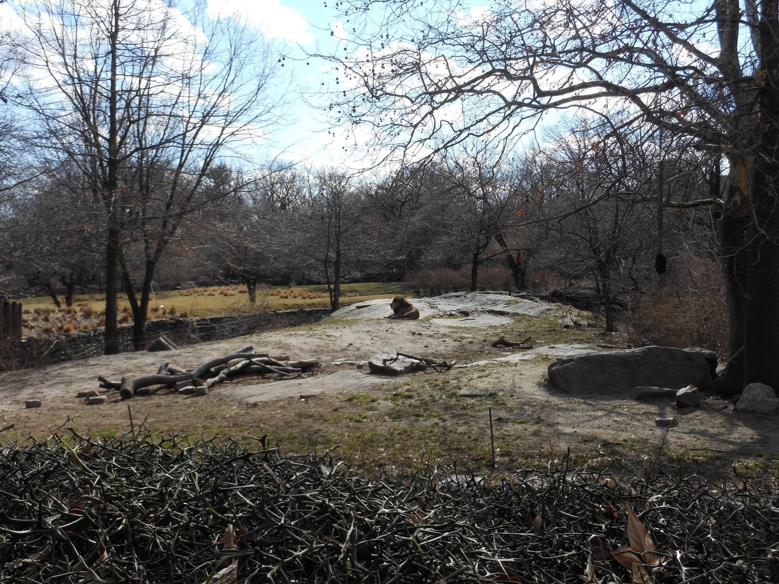 Bronx Zoo- African Plains- Lion Exhibit (In the Dead of Winter)