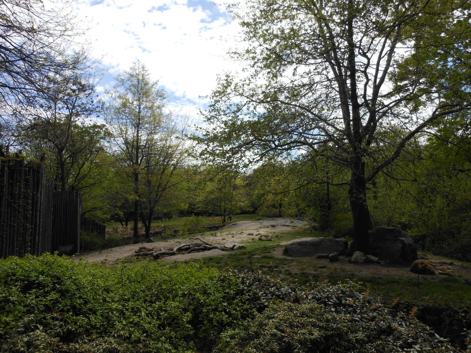 Bronx Zoo- African Plains- Lion Exhibit