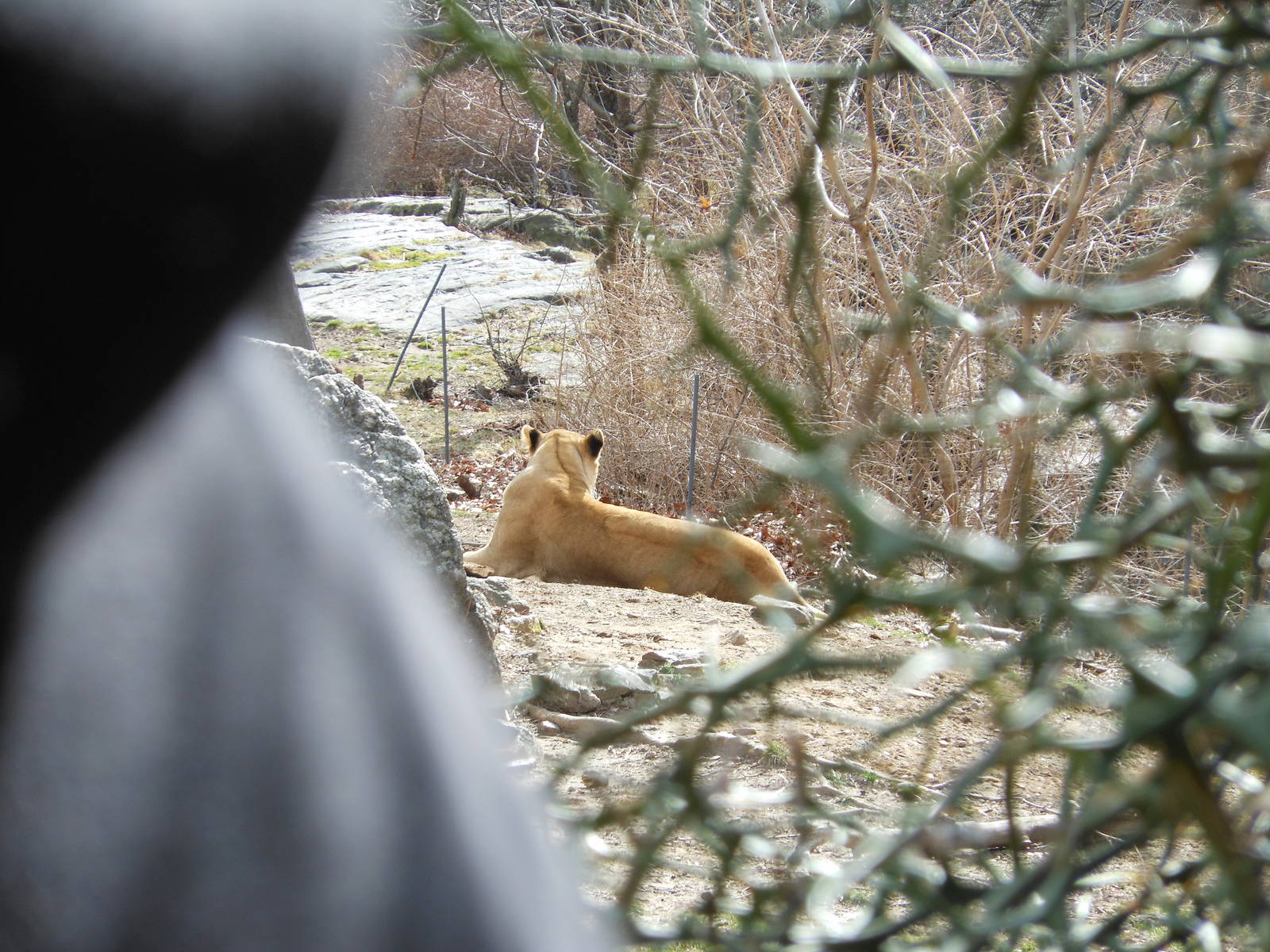 Bronx Zoo- African Plains- Lioness