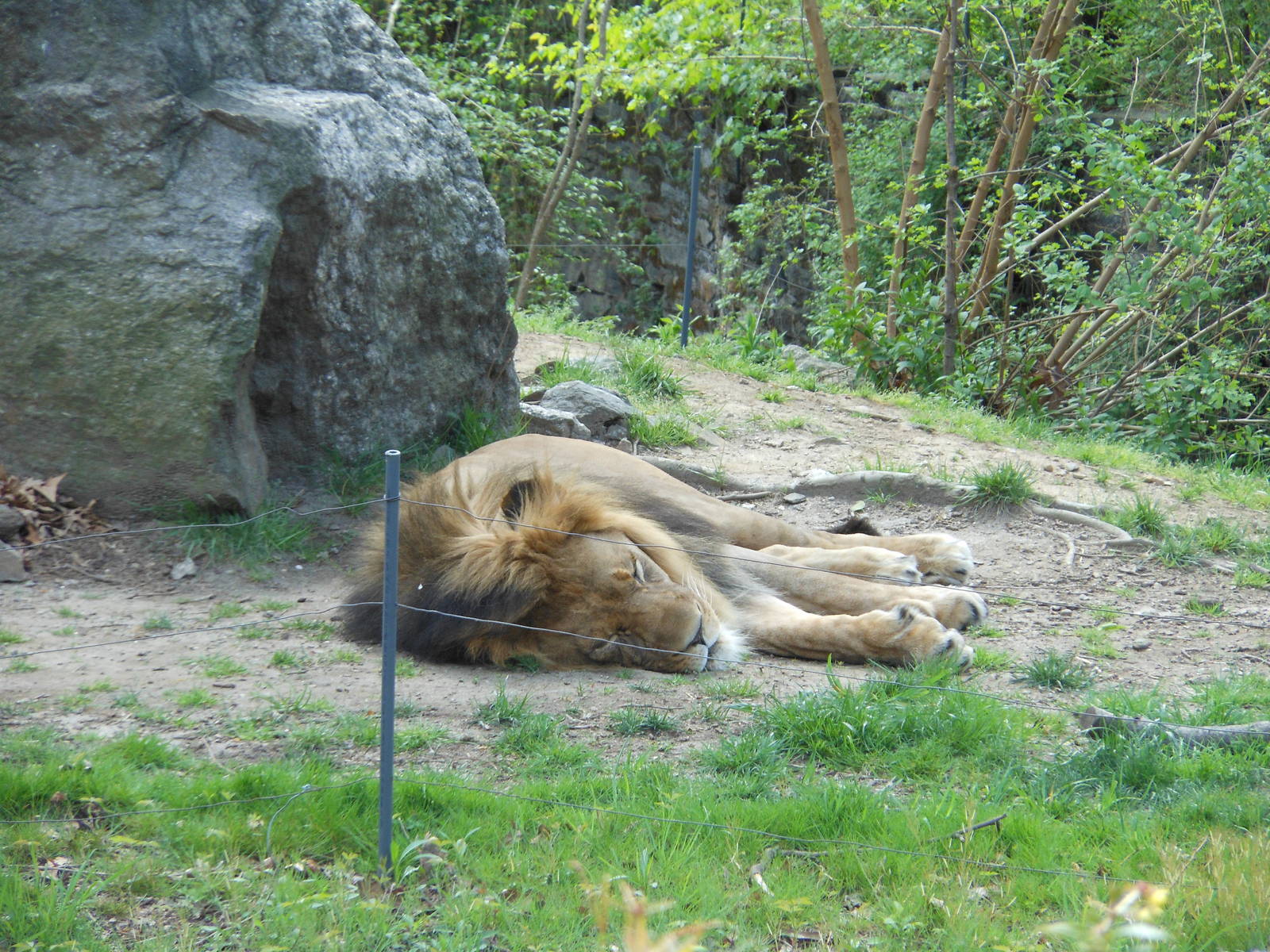 Bronx Zoo- African Plains- Male Lion Resting