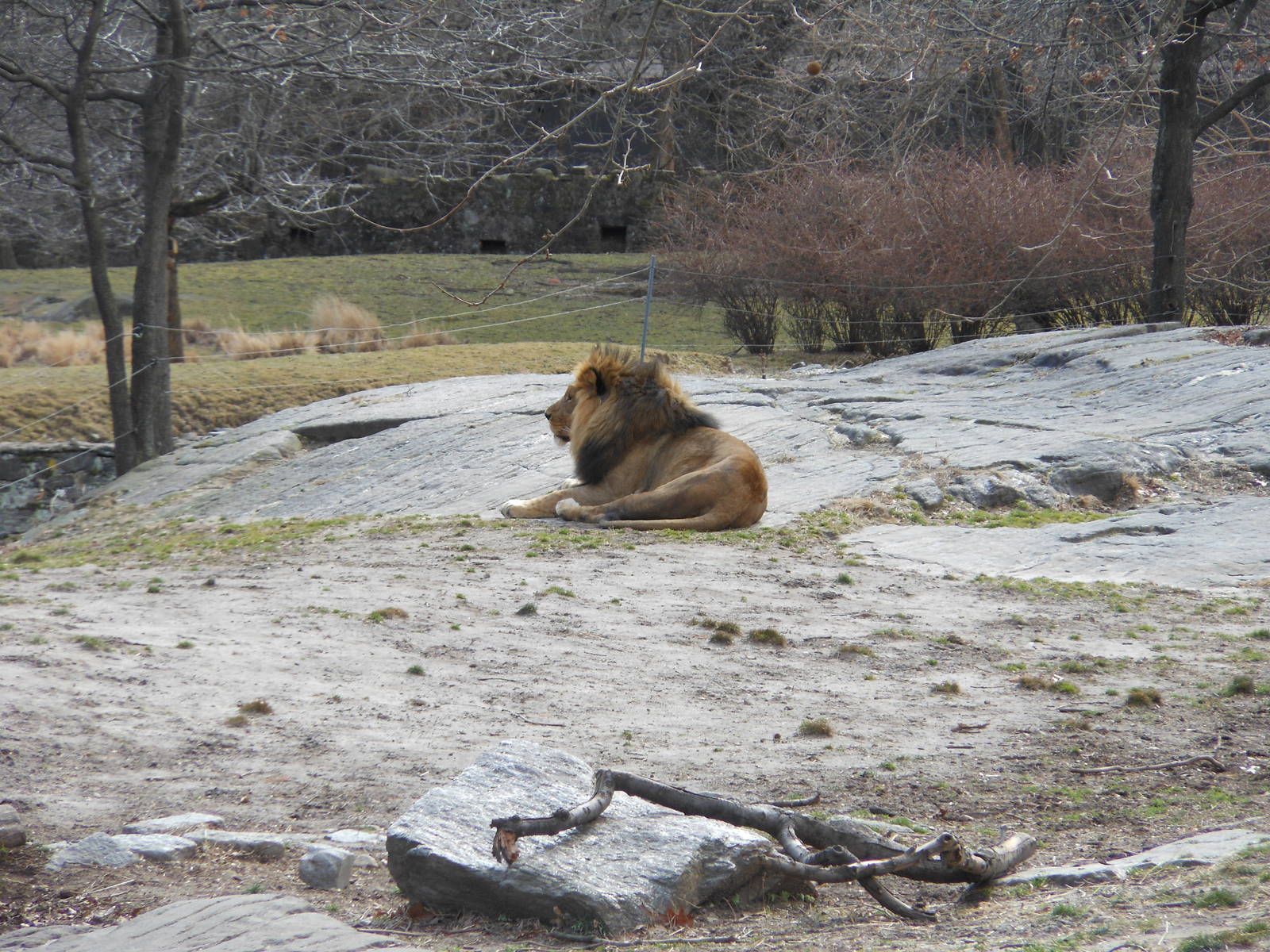 Bronx Zoo- African Plains- Male Lion