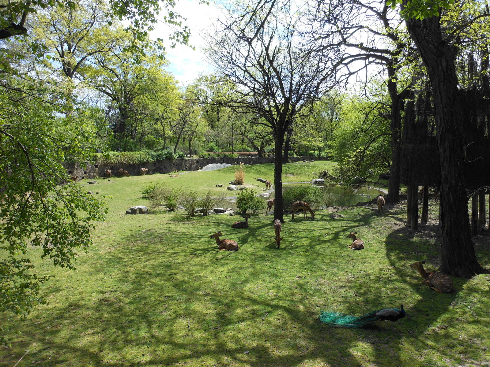 Bronx Zoo- African Plains- N'yala Exhibit (Springtime)