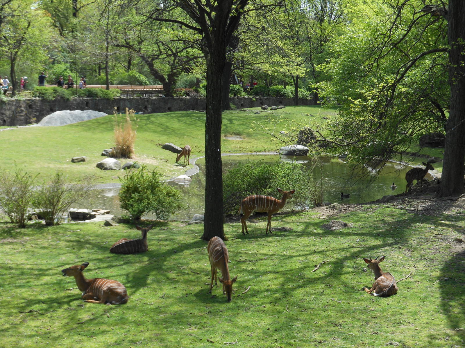Bronx Zoo- African Plains- N'yala Herd