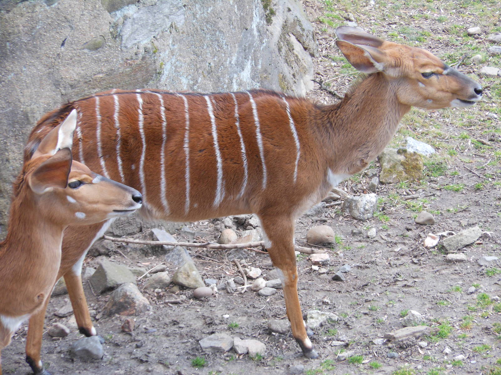 Bronx Zoo- African Plains- Pair of Female N'yala Looking On