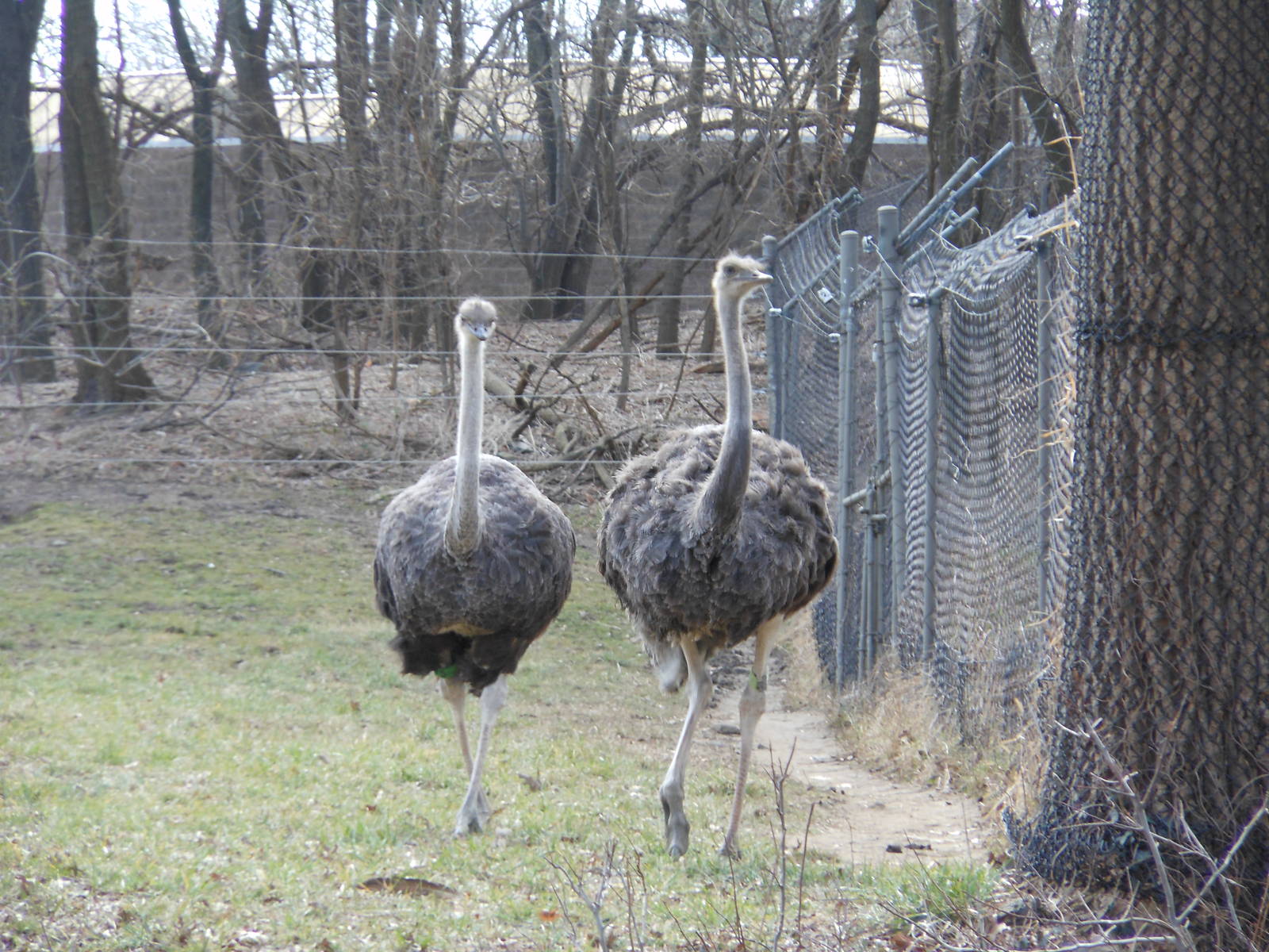 Bronx Zoo- African Plains- Pair of Female Ostriches