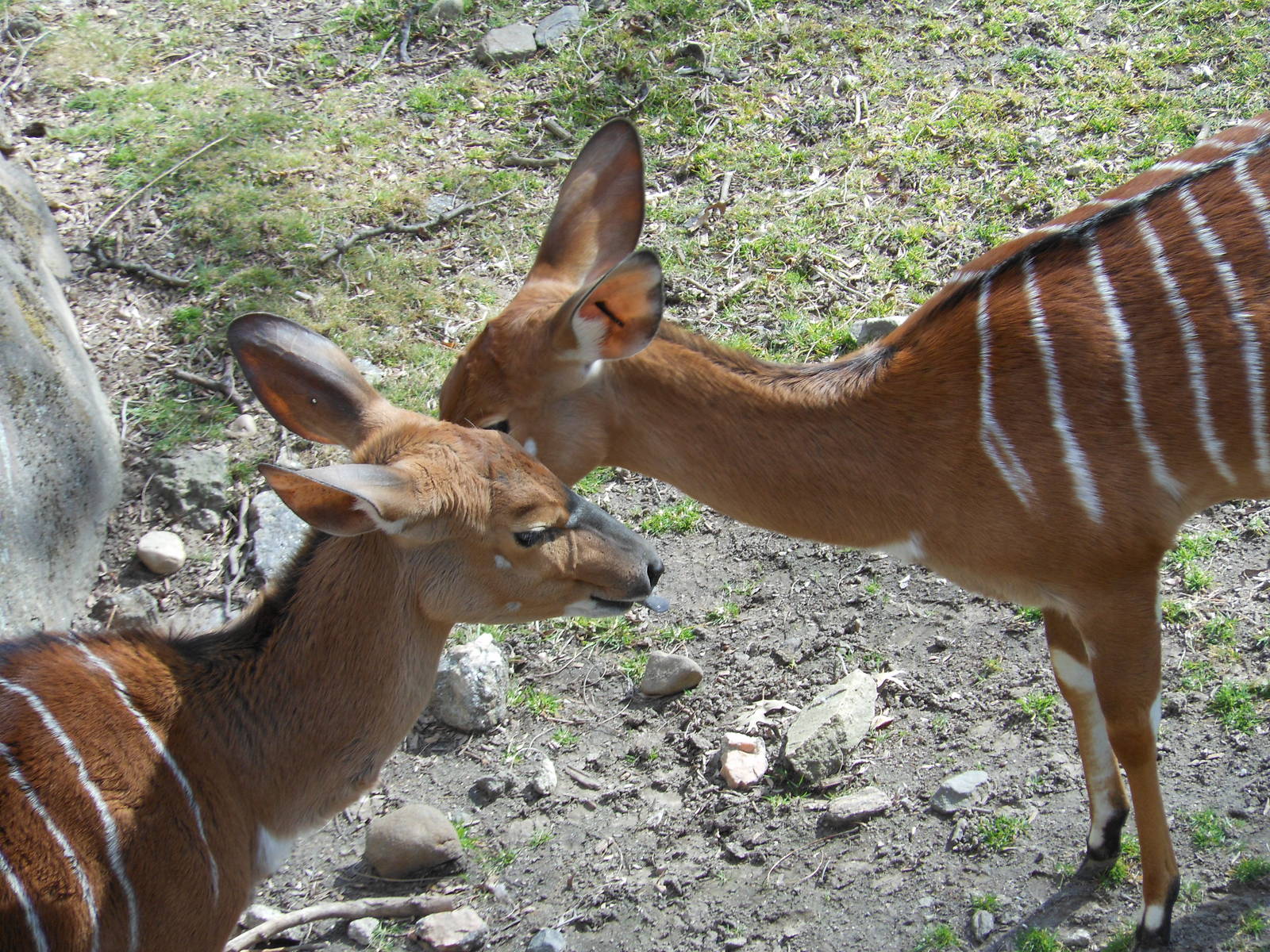 Bronx Zoo- African Plains- "Pass it on!"