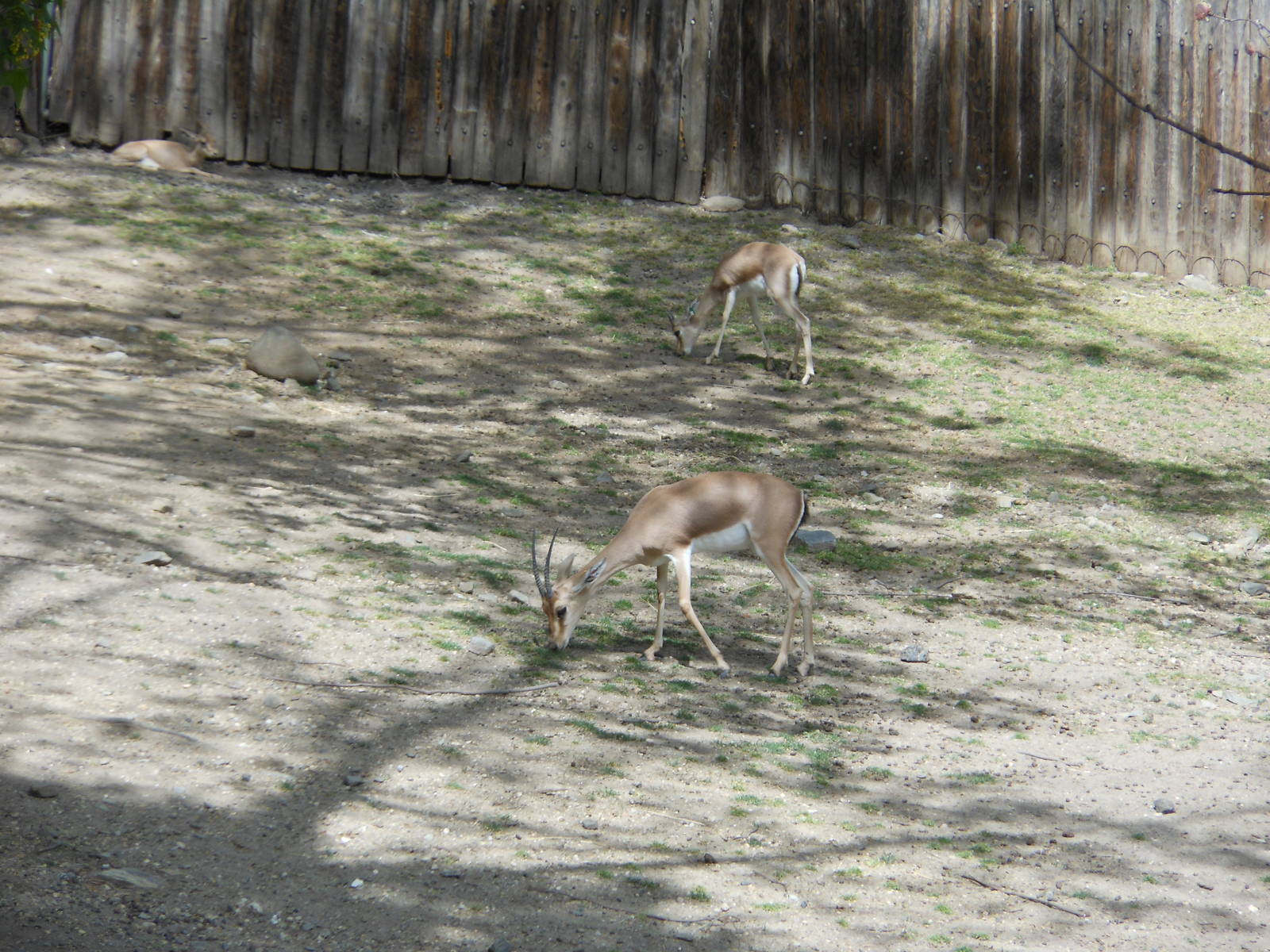 Bronx Zoo- African Plains- Slender-horned (Rhim) Gazelles Grazing