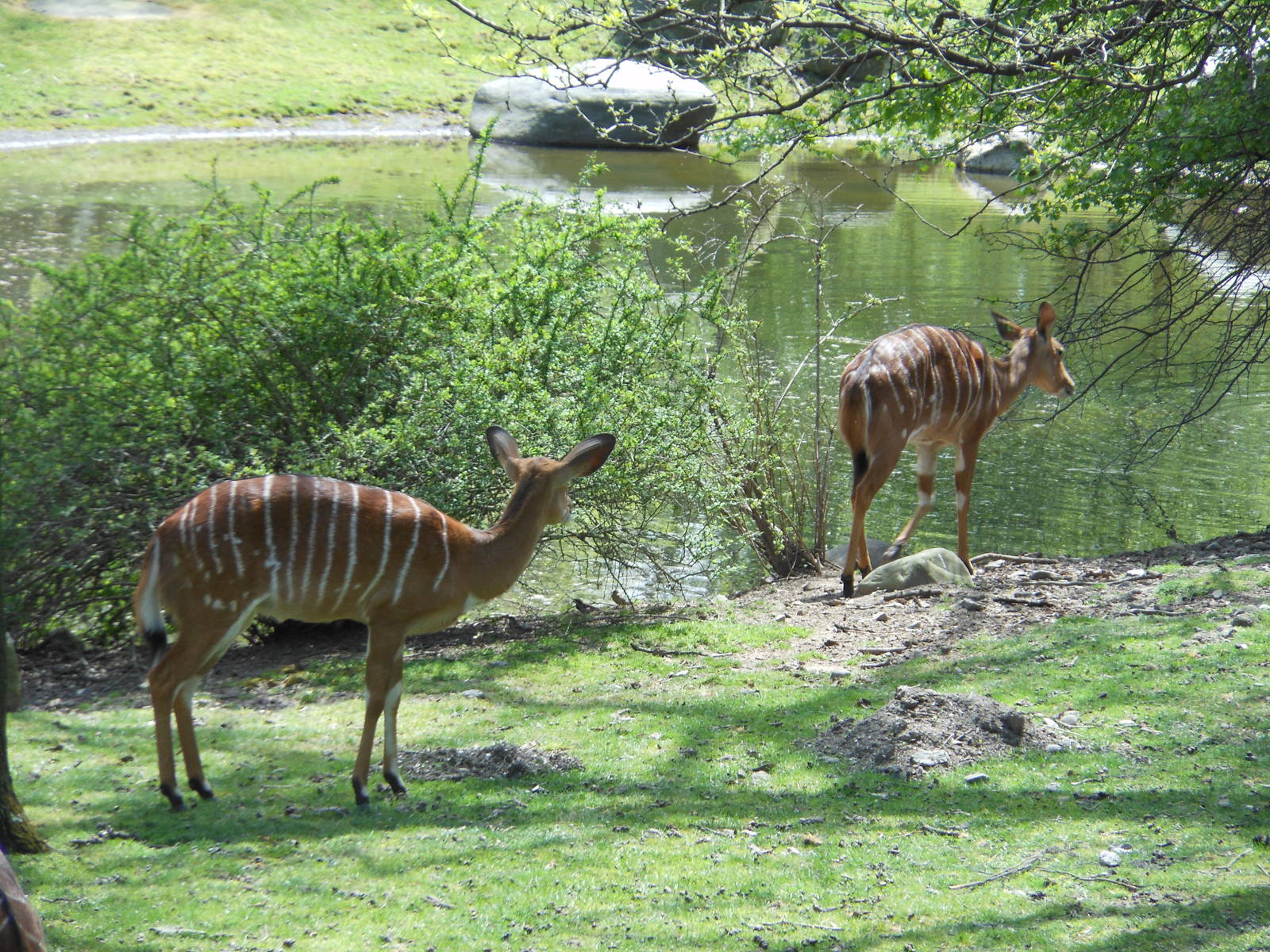 Bronx Zoo- African Plains- Two Female N'yalas by the Pond