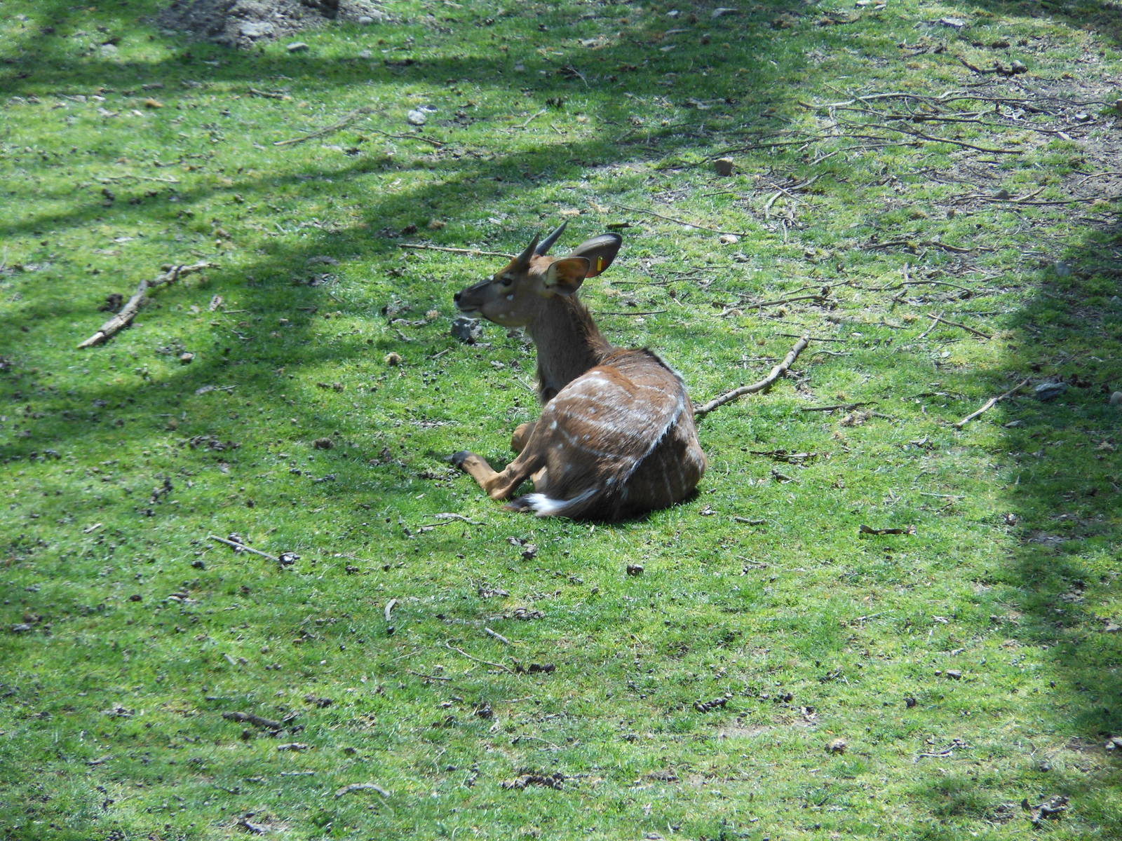 Bronx Zoo- African Plains- Young Male N'yala