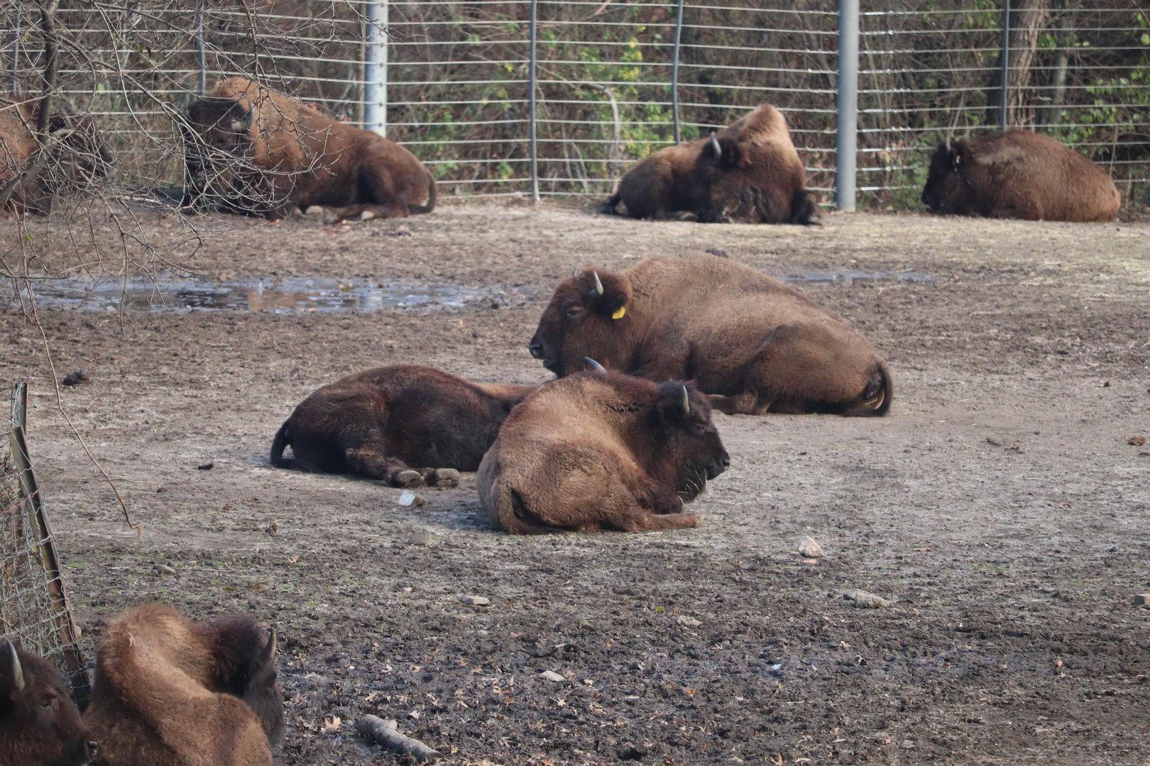 Bronx Zoo - American Bison