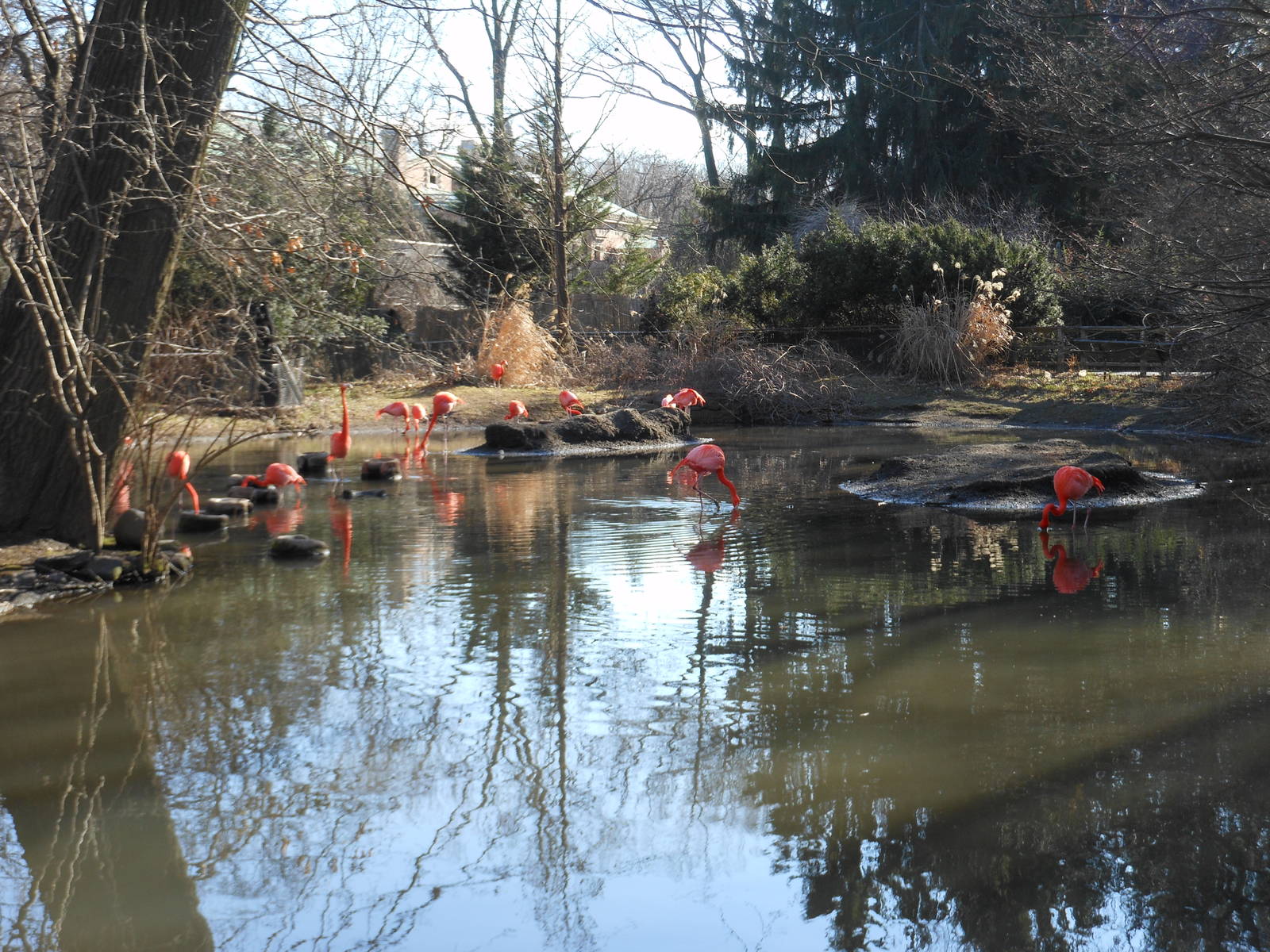 Bronx Zoo- American Flamingo Exhibit Outside of Sea Bird Aviary