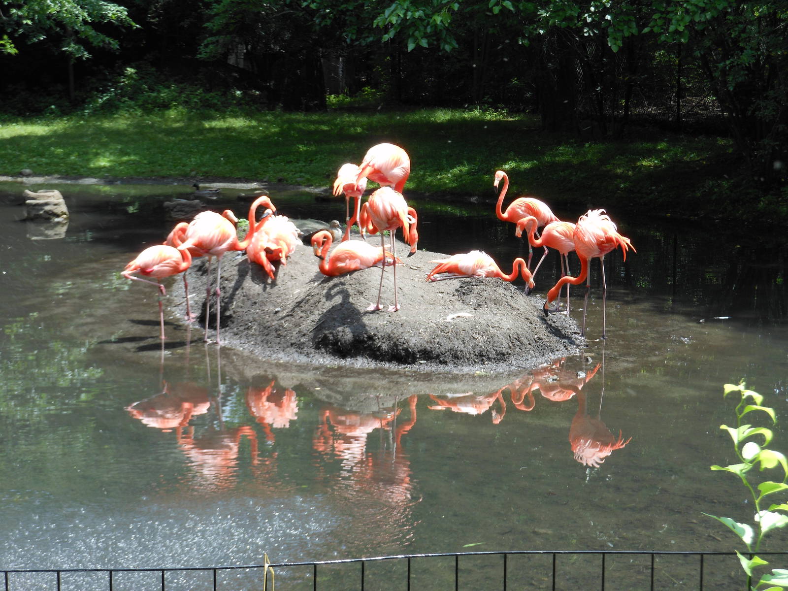Bronx Zoo- American Flamingos Outside Aquatic Bird House