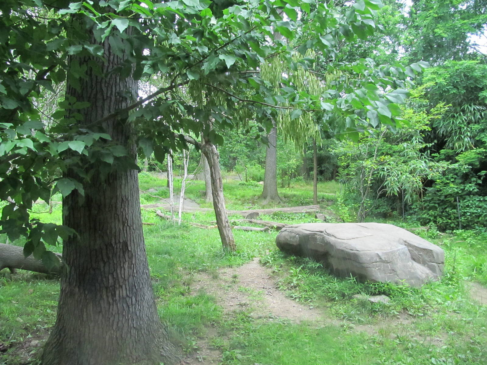 Bronx Zoo- Amur Tiger Exhibit