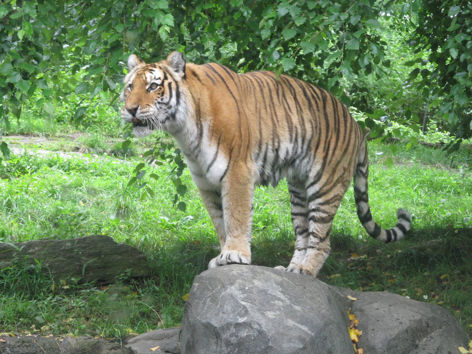 Bronx Zoo- Amur Tiger