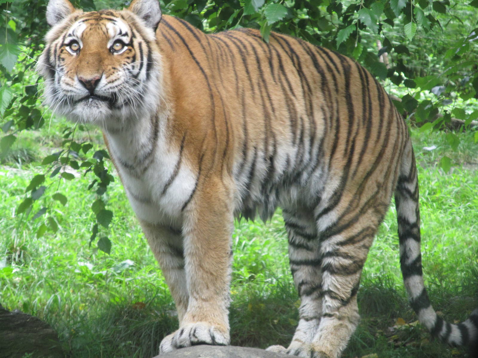 Bronx Zoo- Amur Tiger
