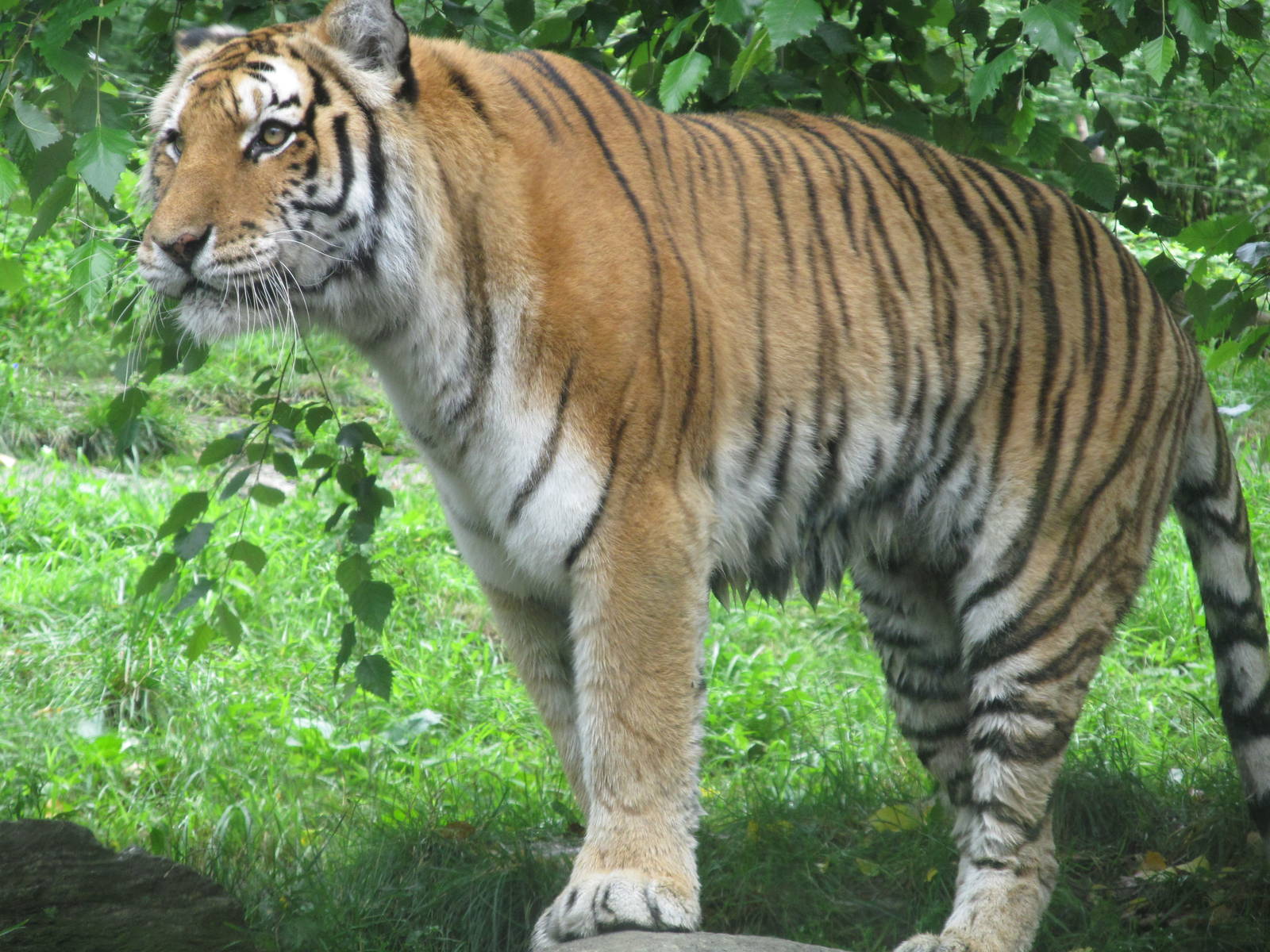 Bronx Zoo- Amur Tiger