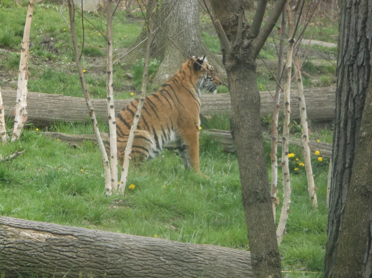 Bronx Zoo: April 23, 2017