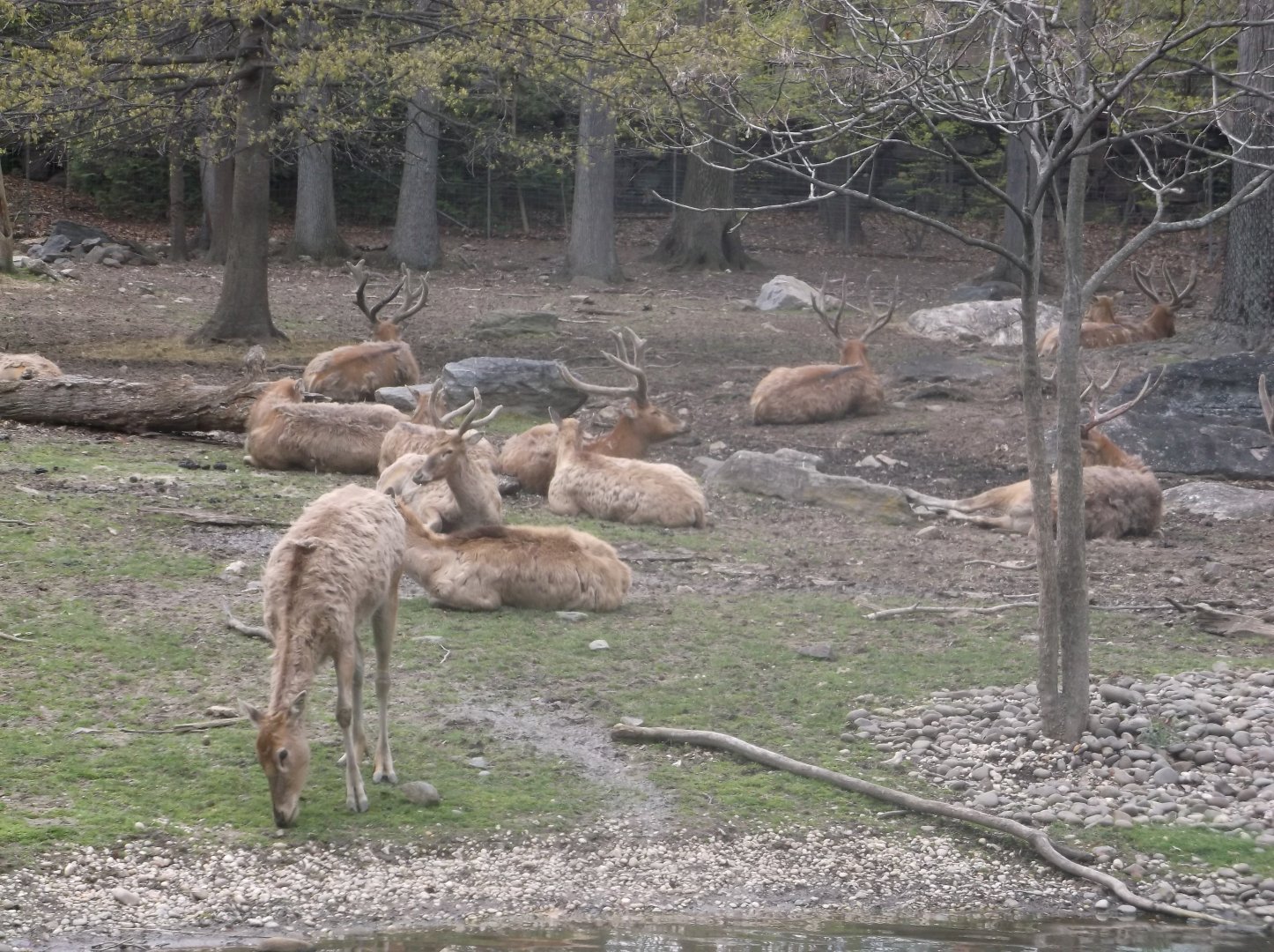 Bronx Zoo: April 23, 2017