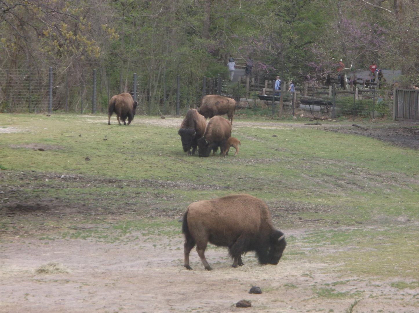 Bronx Zoo: April 23, 2017