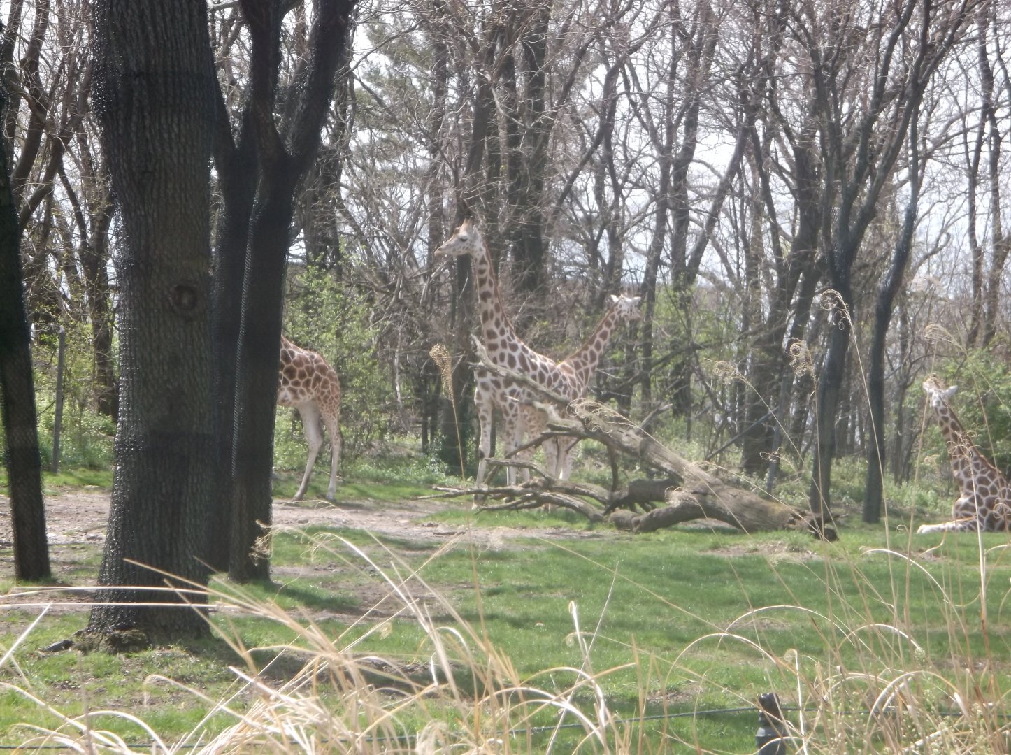 Bronx Zoo: April 23, 2017