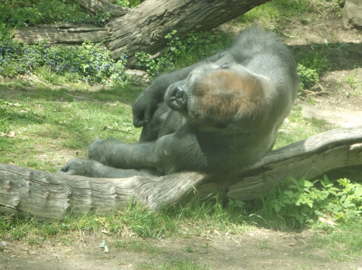 Bronx Zoo: April 23, 2017