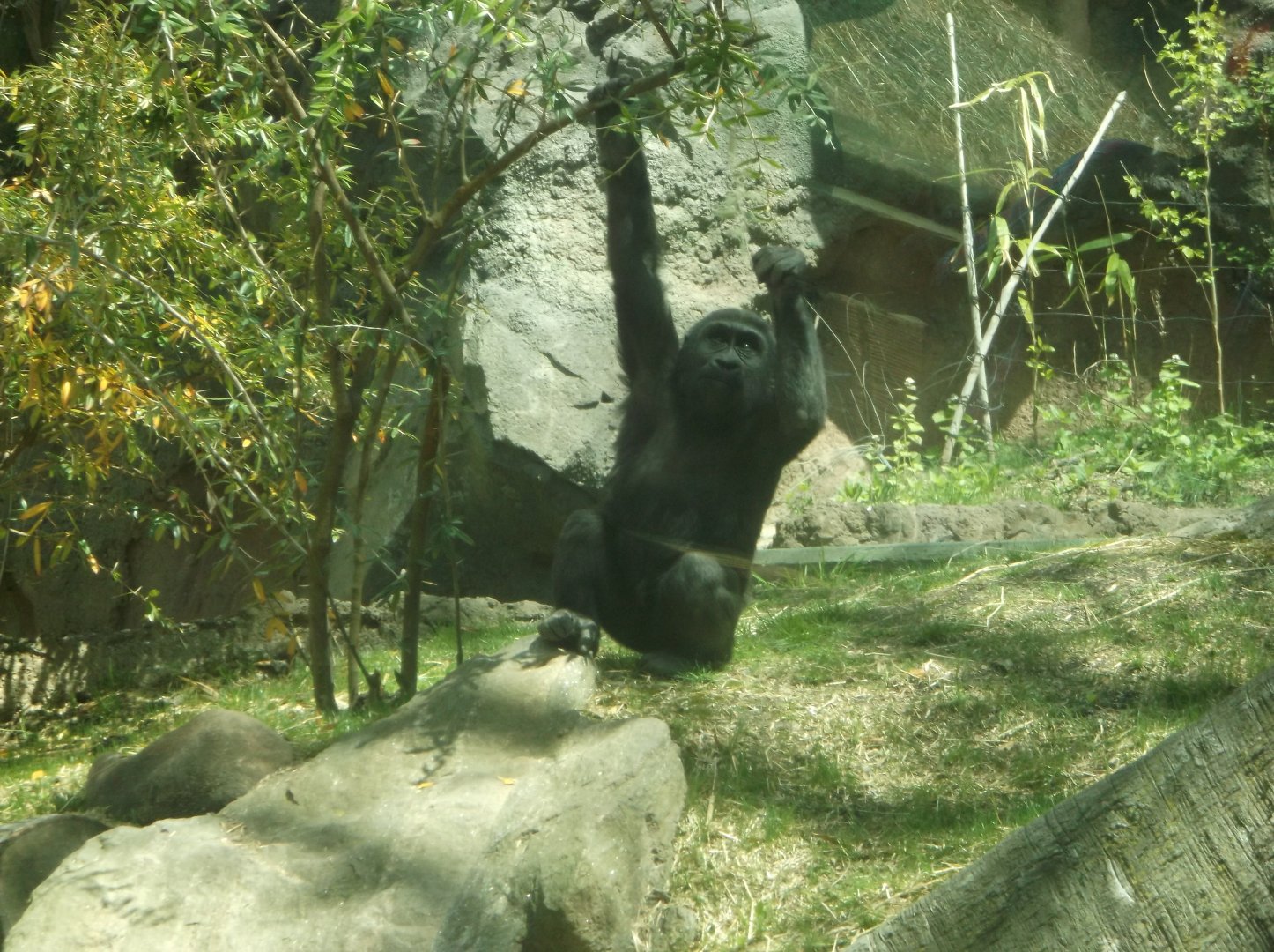 Bronx Zoo: April 23, 2017