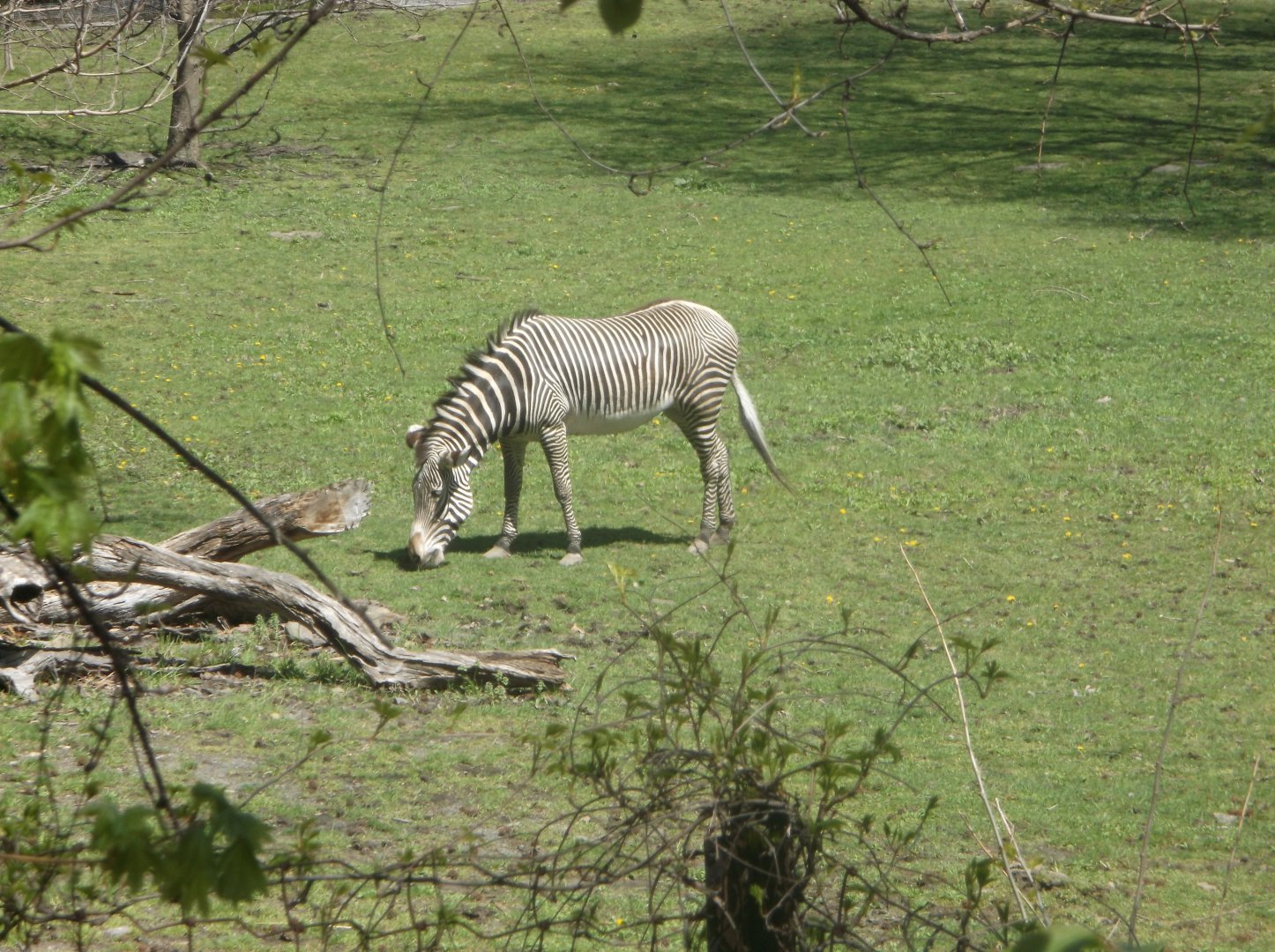 Bronx Zoo: April 23, 2017