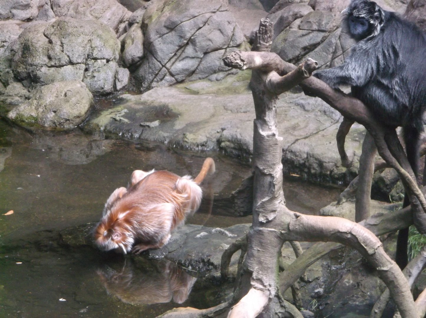 Bronx Zoo: April 23, 2017