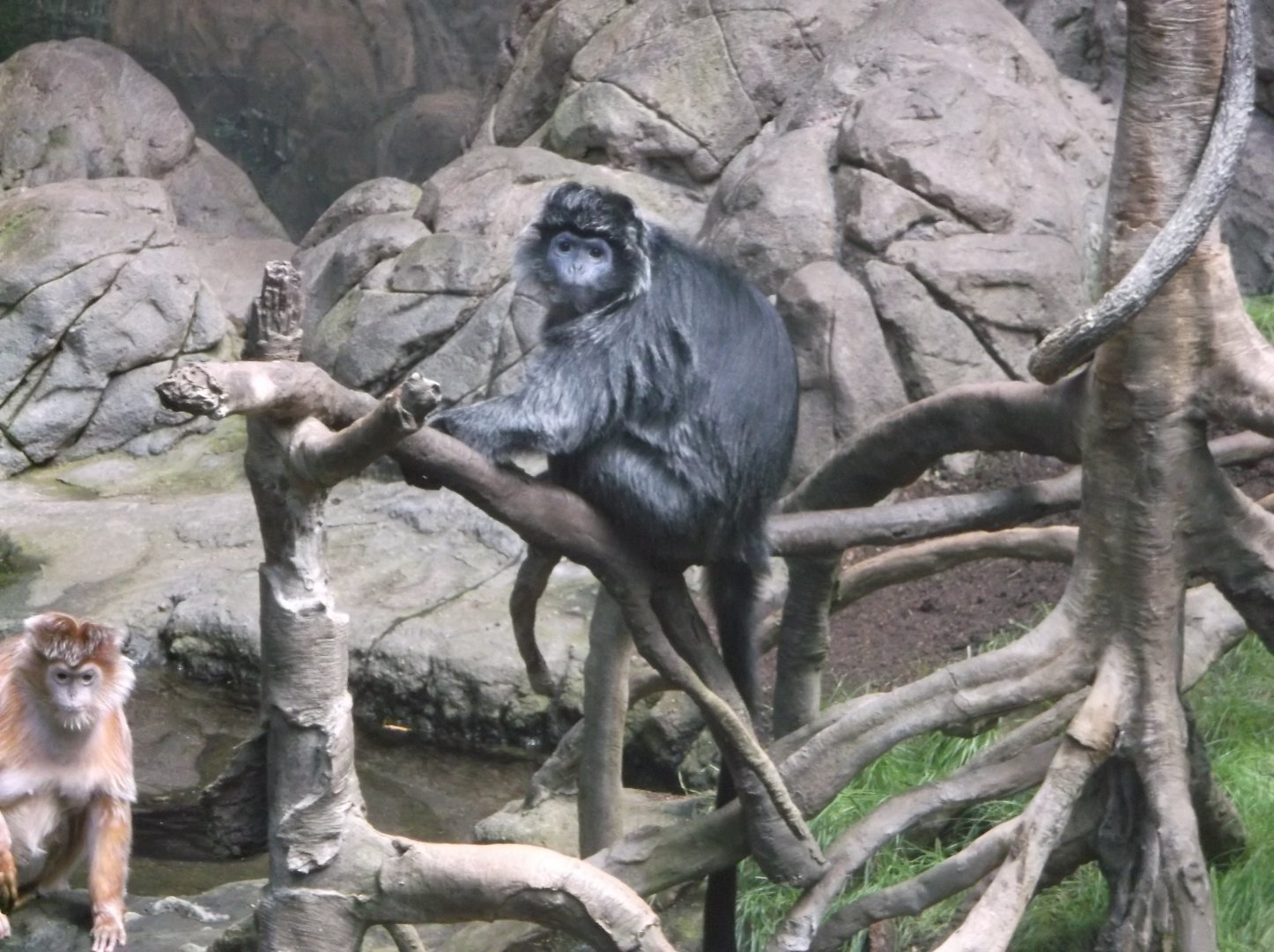 Bronx Zoo: April 23, 2017