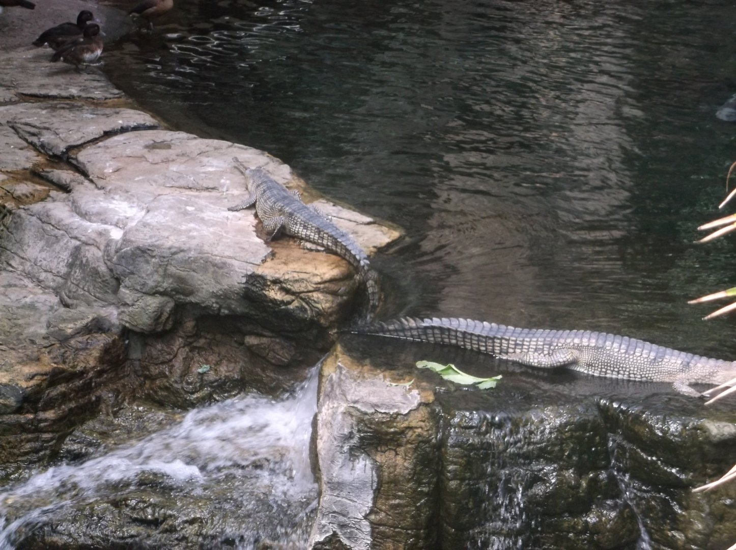 Bronx Zoo: April 23, 2017