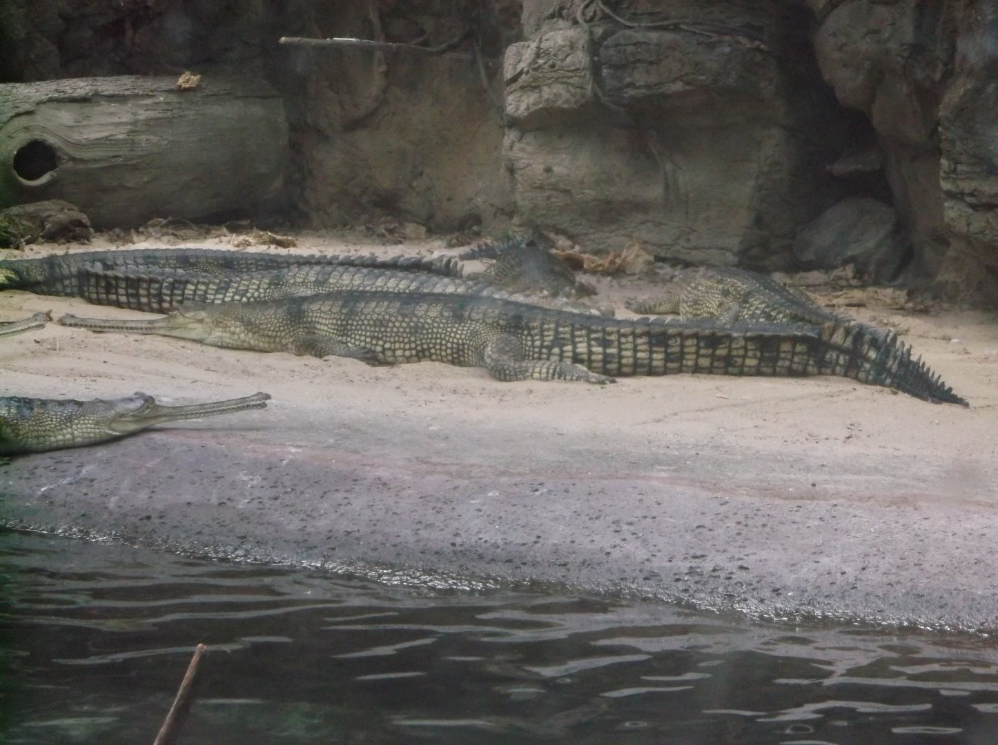 Bronx Zoo: April 23, 2017