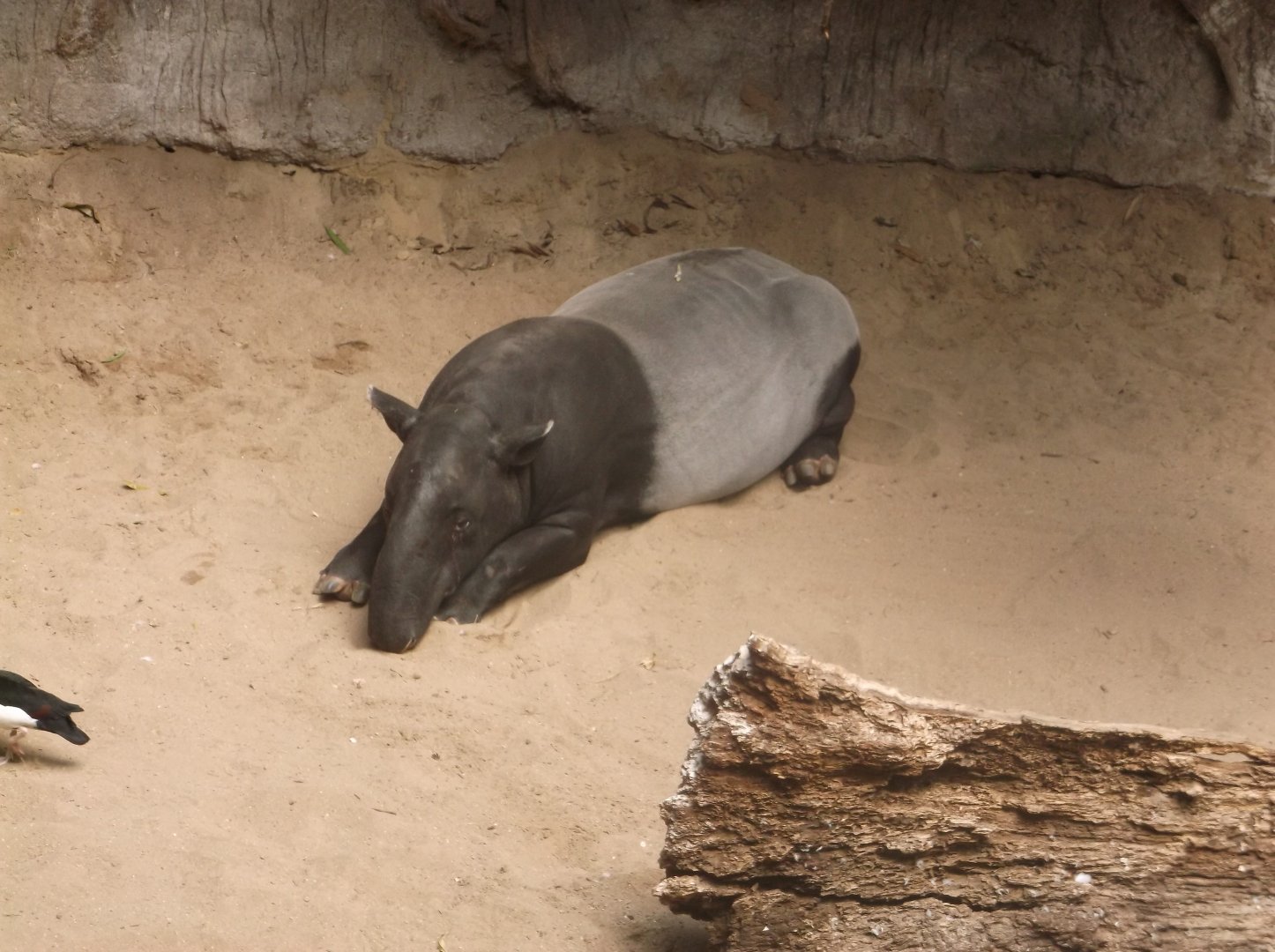 Bronx Zoo: April 32, 2017