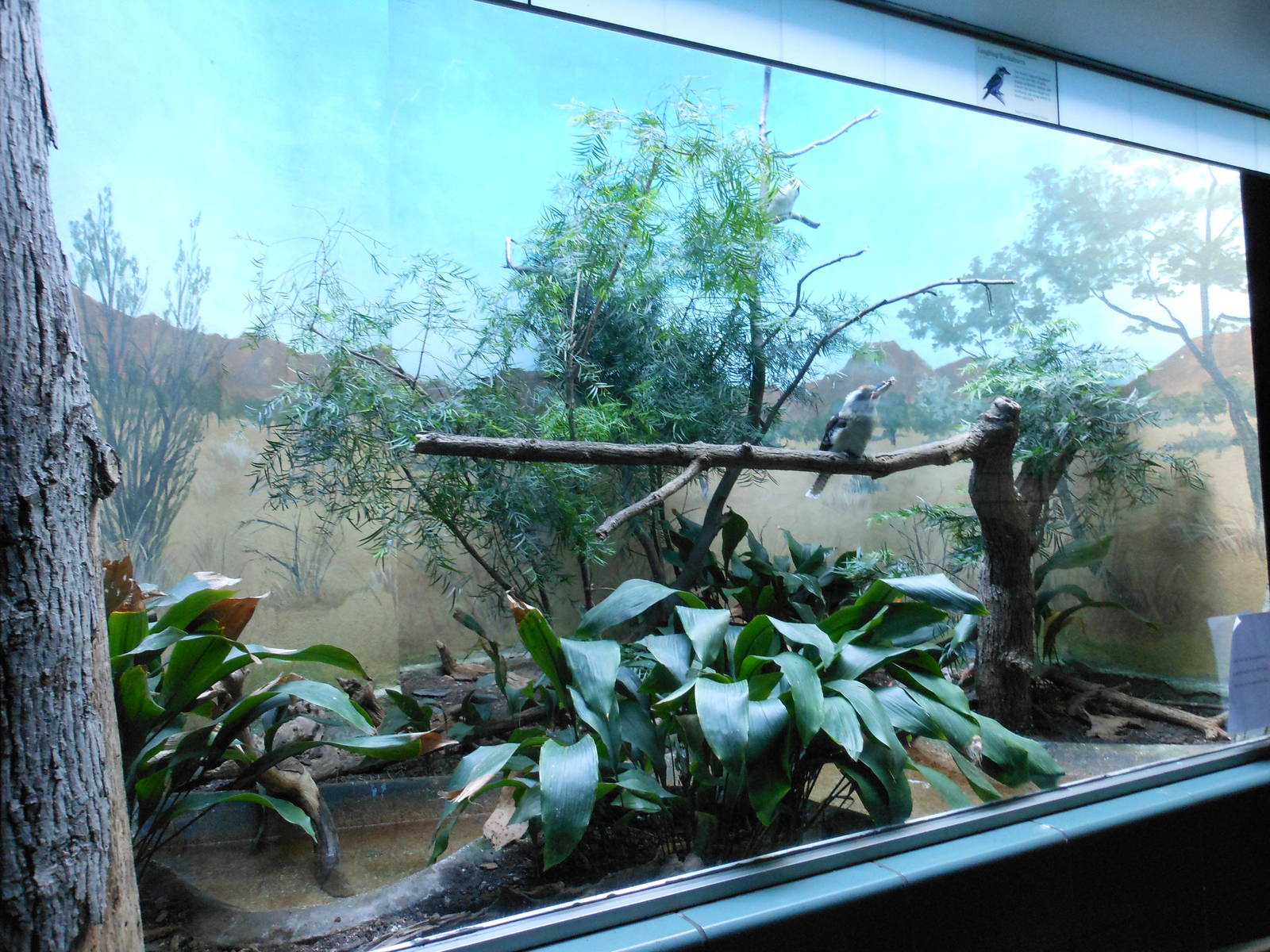 Bronx Zoo- Aquatic Bird House- Laughing Kookaburra Exhibit