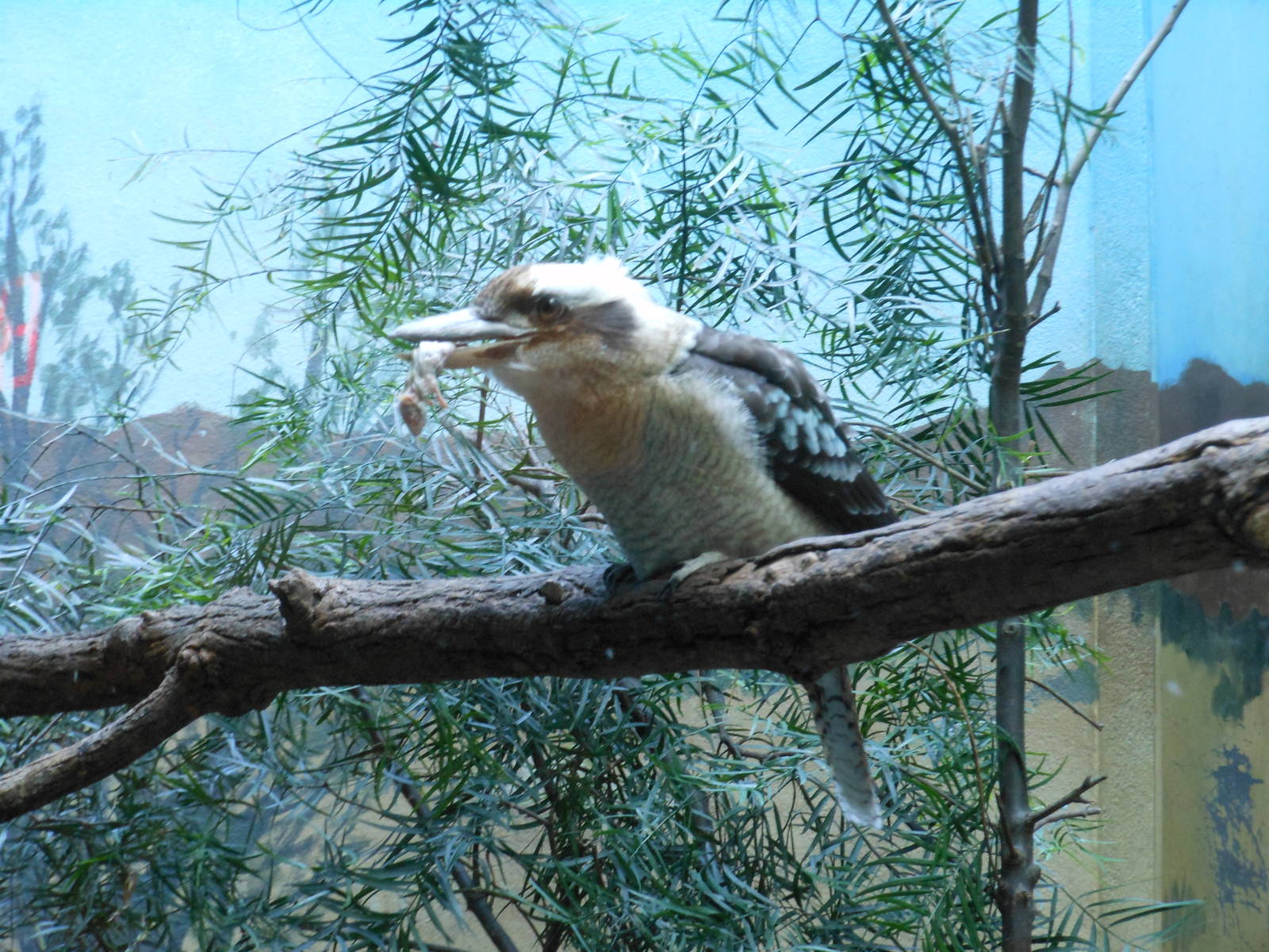 Bronx Zoo- Aquatic Bird House- Laughing Kookaburra Feeding on Mouse