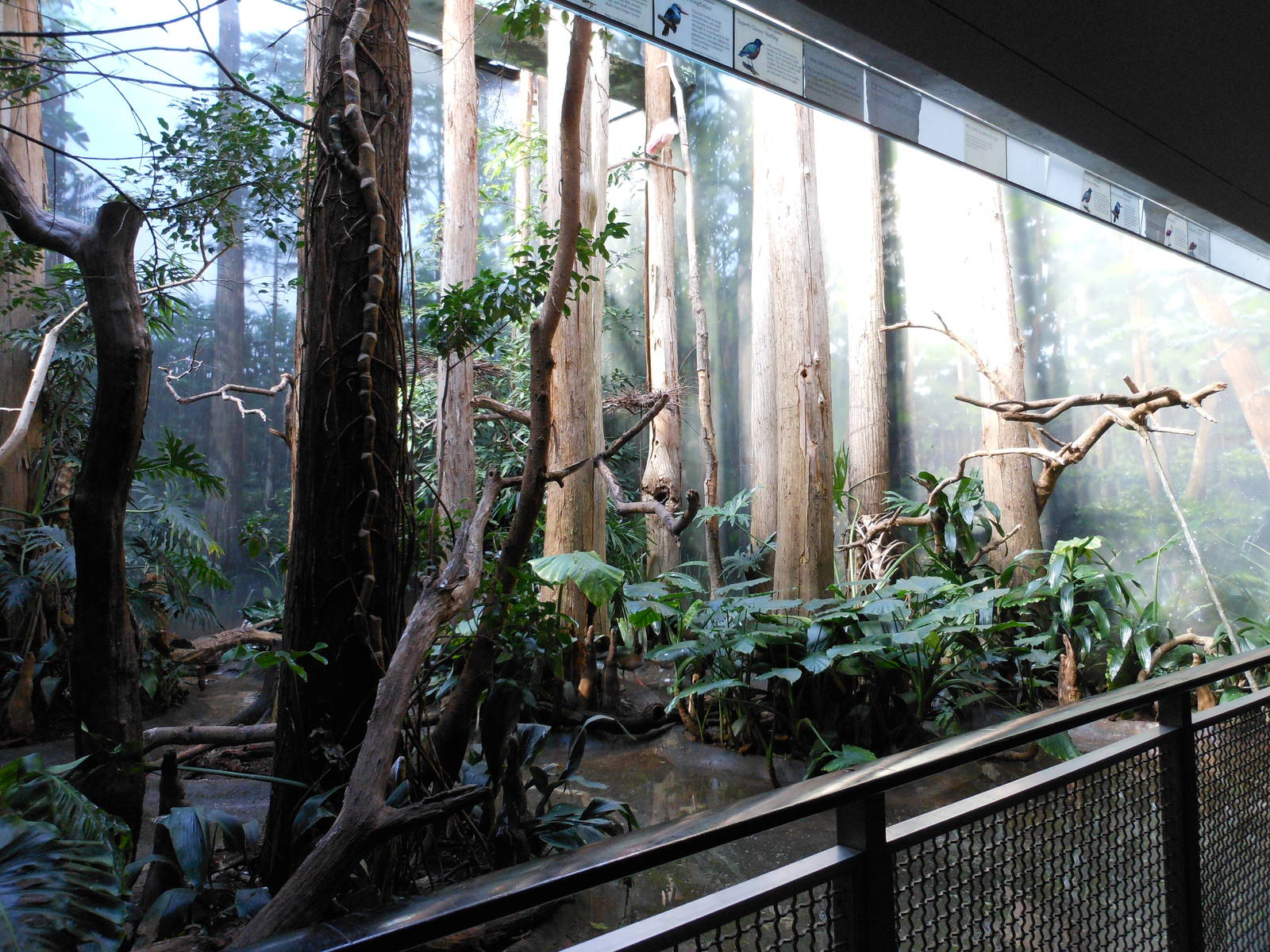 Bronx Zoo- Aquatic Bird House- Mixed Swamp Exhibit