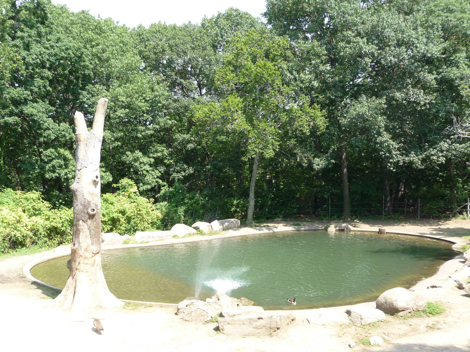 Bronx Zoo - Asian elephant pool