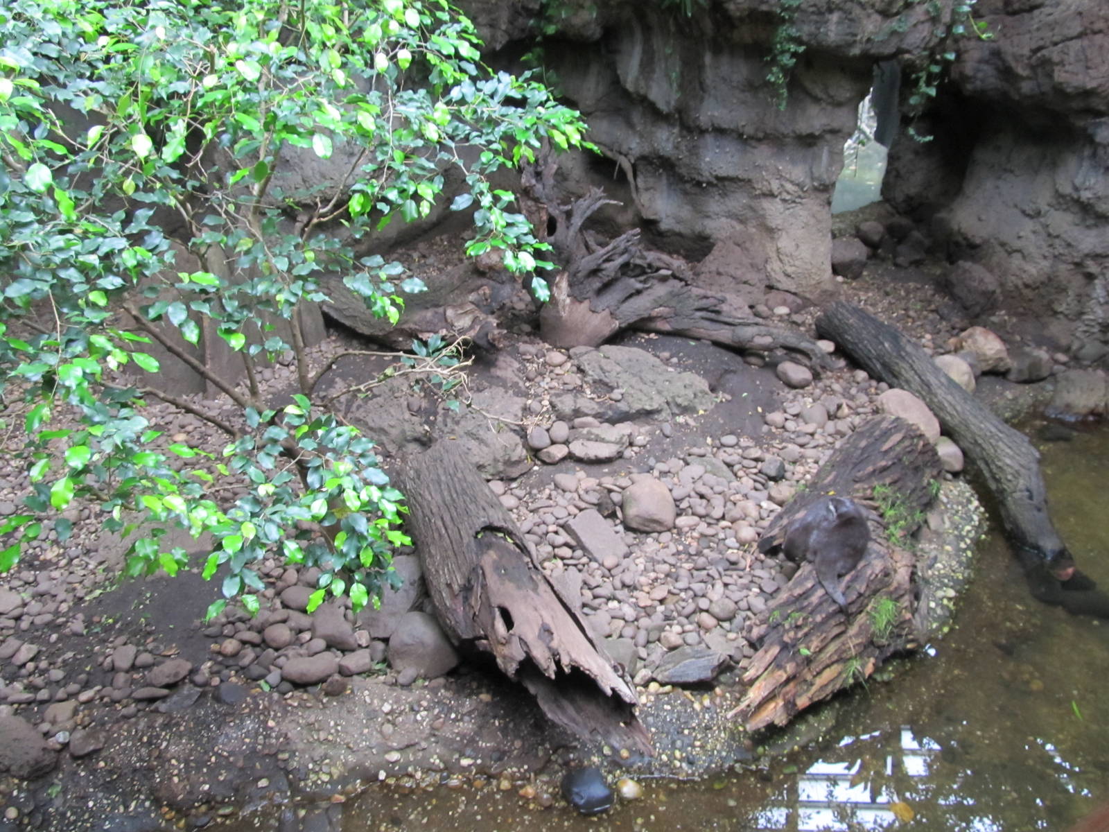 Bronx Zoo- Asiatic Small Clawed Otter Exhibit