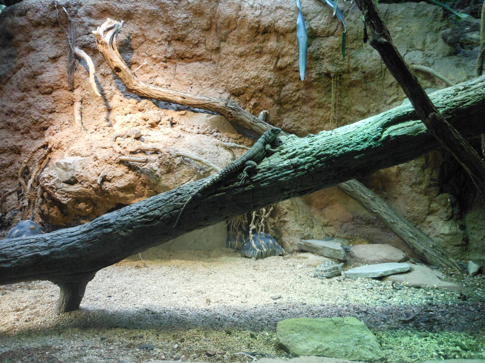Bronx Zoo- Assorted Reptile Exhibit @ Madagascar!
