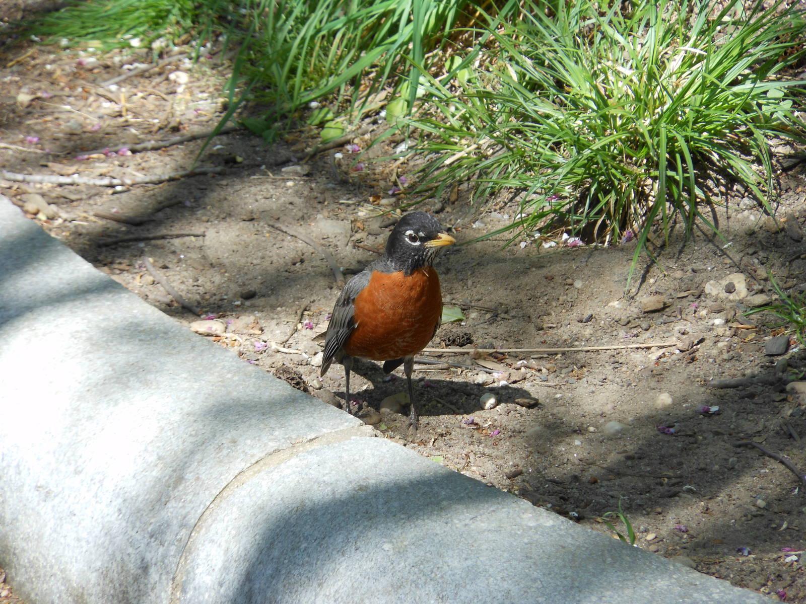 Bronx Zoo- Astor Court- American Robin