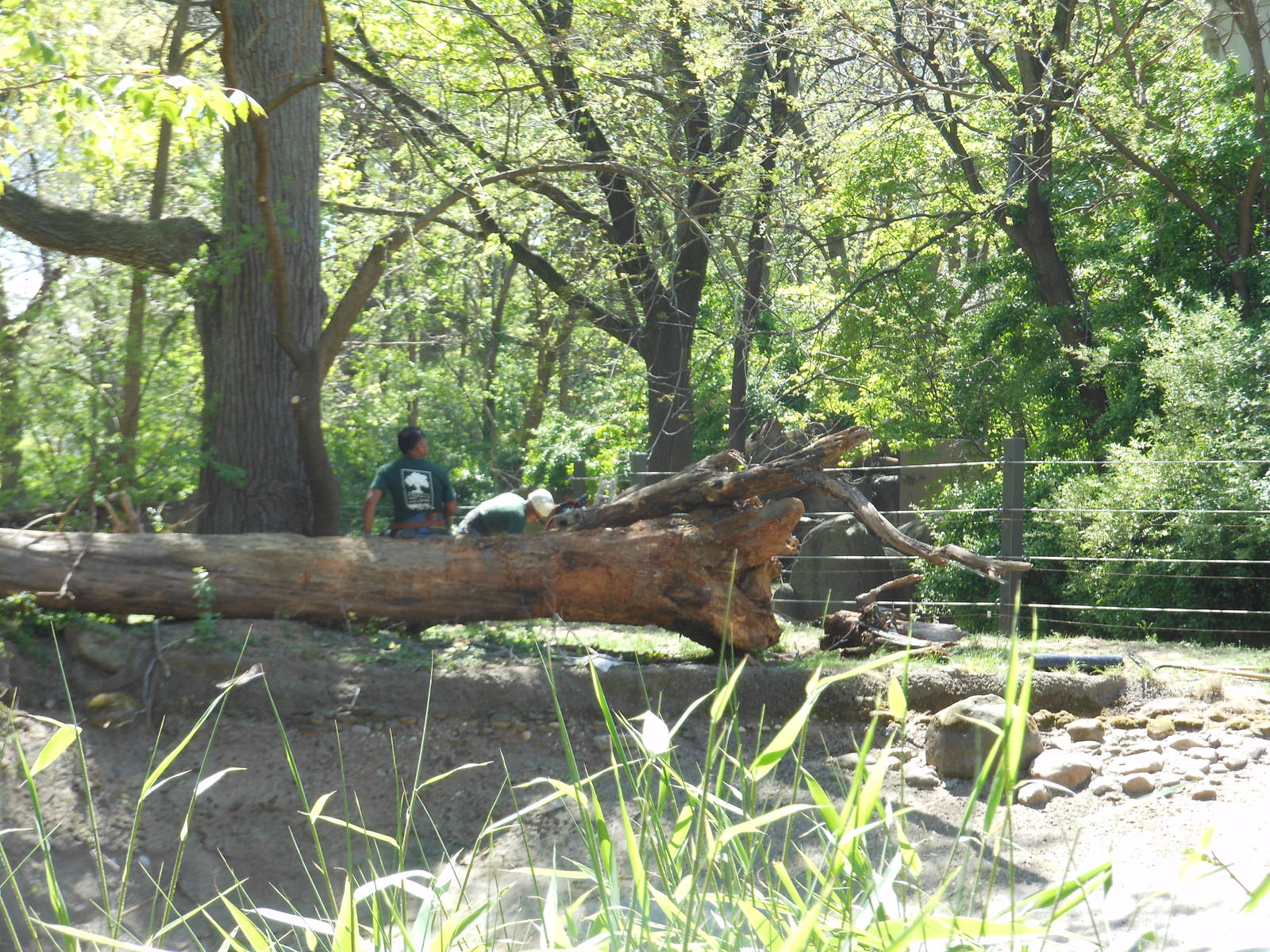 Bronx Zoo- Astor Court- Work Being Done at the Former Elephant Exhibit 2
