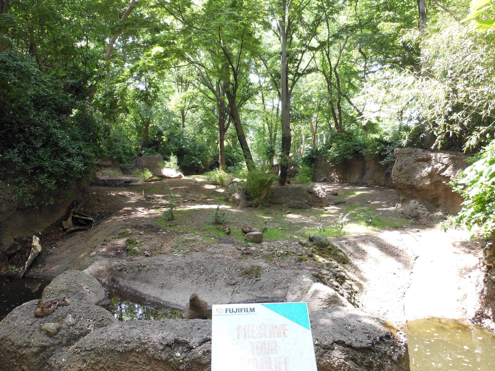 Bronx Zoo- Babirusa Exhibit Outside the Zoo Center