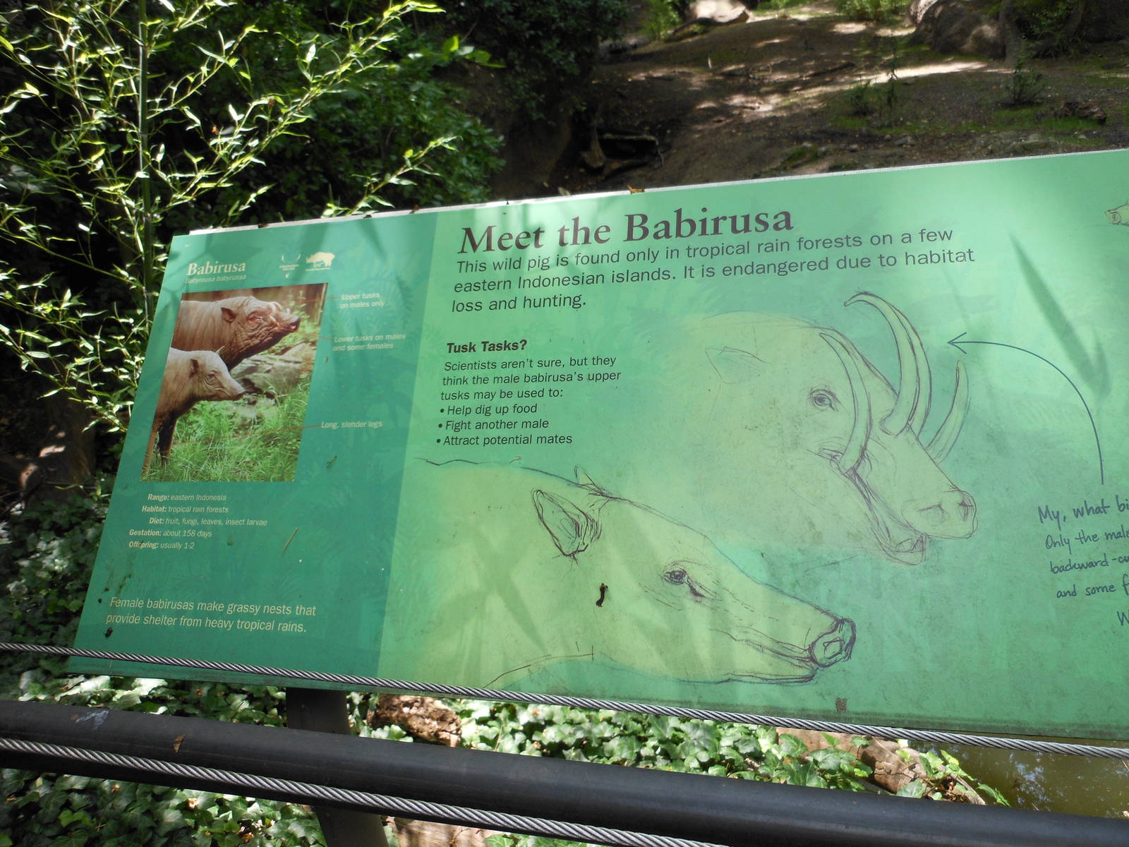 Bronx Zoo- Babirusa Exhibit Signage