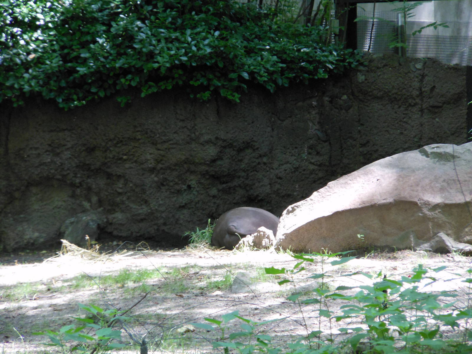 Bronx Zoo- Babirusa Sleeping