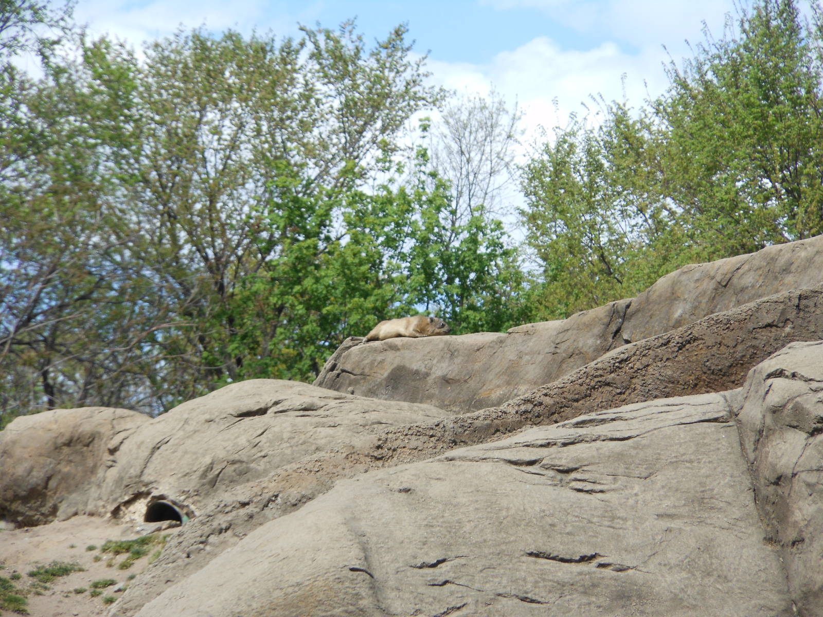 Bronx Zoo- Baboon Reserve- Hyrax Resting on Rocks