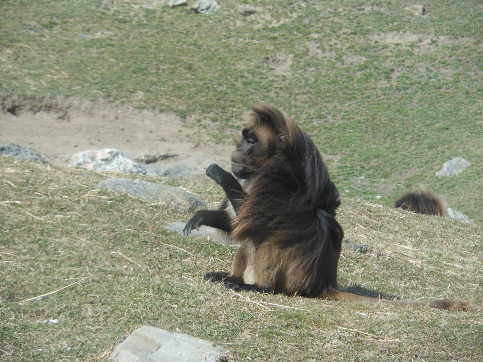 Bronx Zoo- Baboon Reserve- Male Gelada