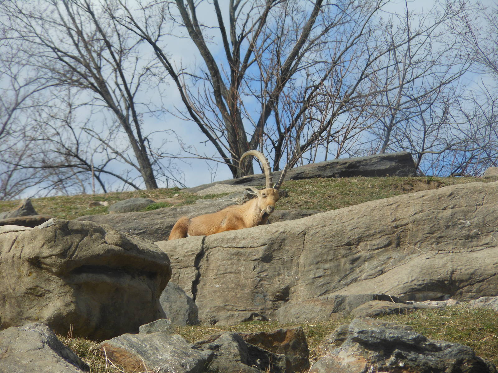 Bronx Zoo- Baboon Reserve- Male Ibex Resting on Rock Ledge
