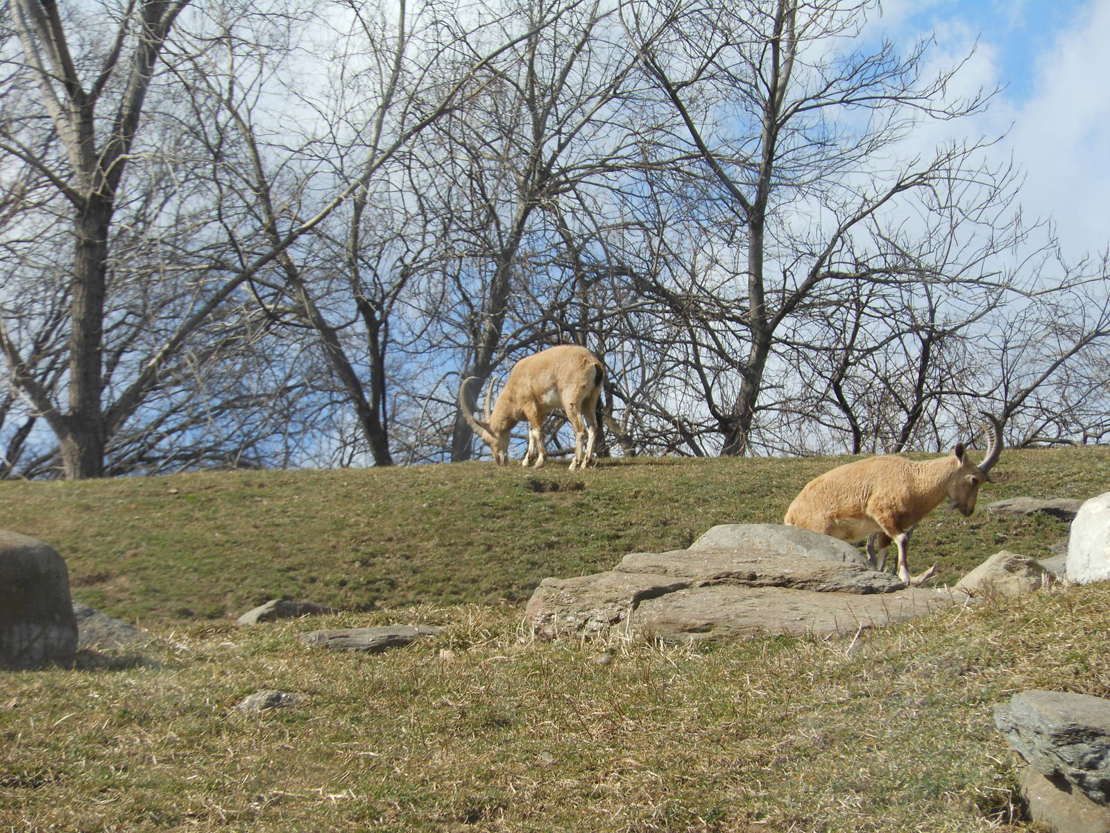 Bronx Zoo- Baboon Reserve- Pair of Ibex