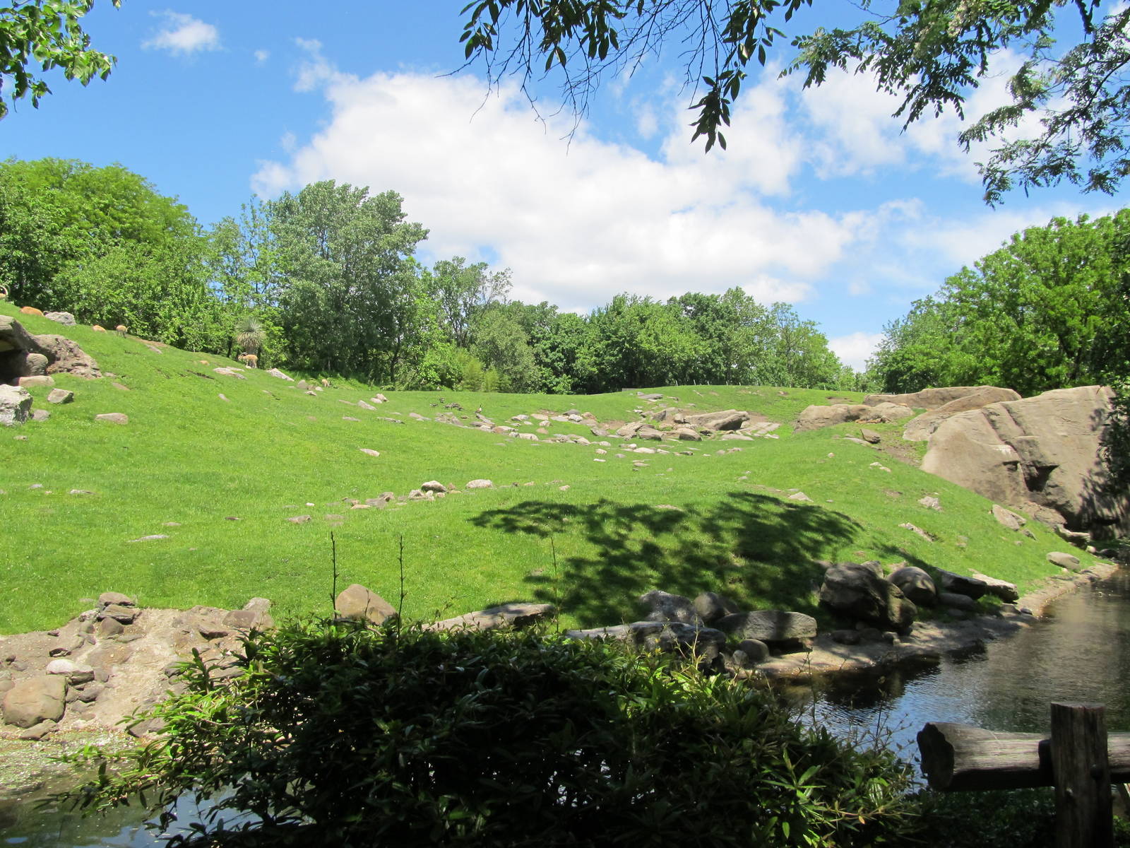Bronx zoo- Baboon Reserve