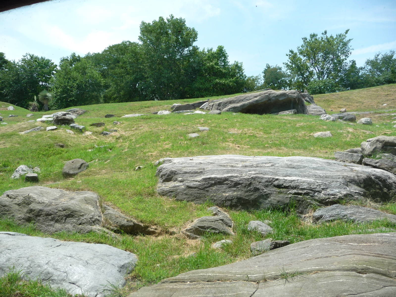 Bronx Zoo - Baboon Ridge