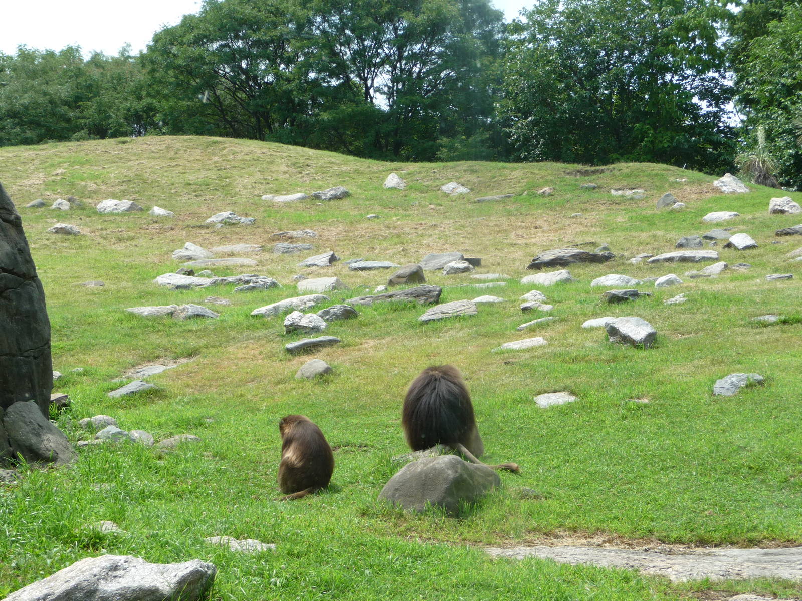 Bronx Zoo - Baboon Ridge